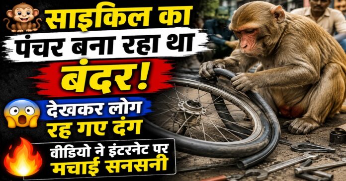 साइकिल के पहिये से ट्यूब निकालने की कोशिश करता बंदर