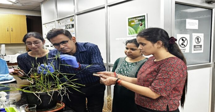 बीएचयू के वैज्ञानिकों ने लाभकारी बैक्टीरिया की मदद से गेहूं को रोग और तनाव से बचाने की क्षमता पर शोध किया।
